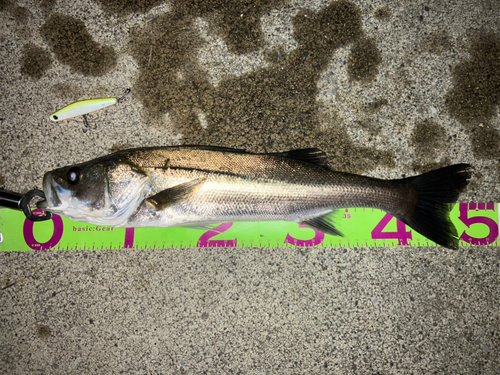 シーバスの釣果