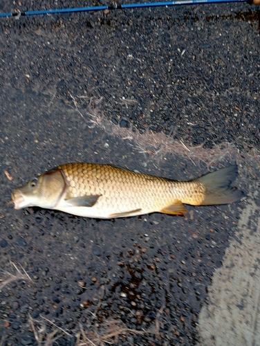 コイの釣果