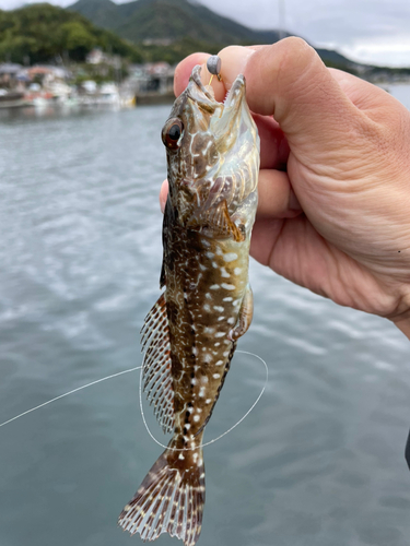 ハゼの釣果