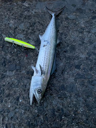 サゴシの釣果