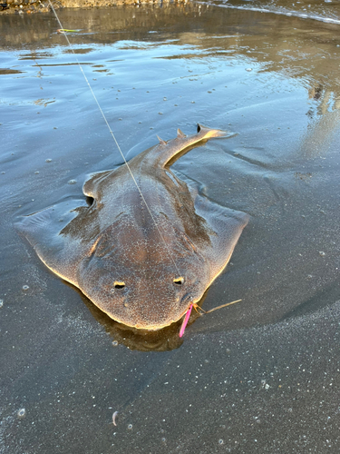 カスザメの釣果