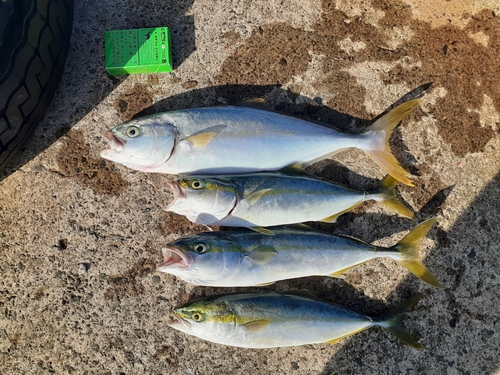 イナダの釣果