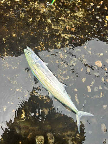 サゴシの釣果