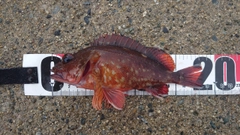 カサゴの釣果