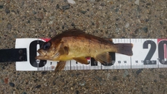 アカメバルの釣果