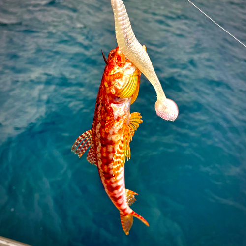 エソの釣果