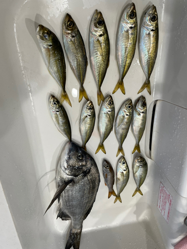 アジの釣果