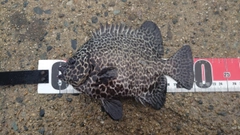 イシガキダイの釣果