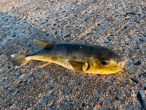 シロサバフグの釣果