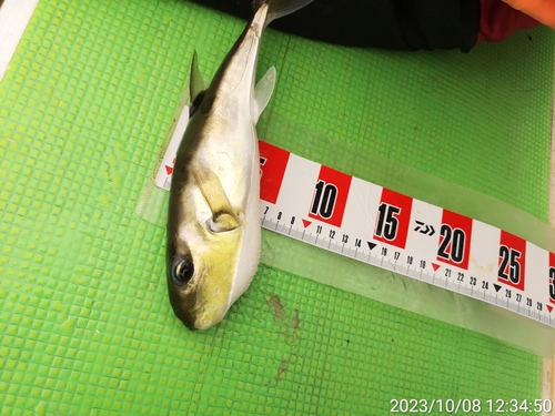 カワハギの釣果