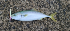 ヤズの釣果