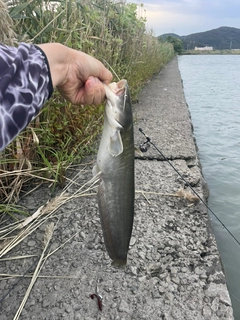 ナマズの釣果