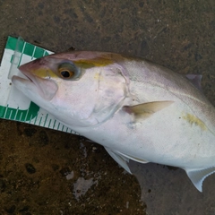 ショゴの釣果