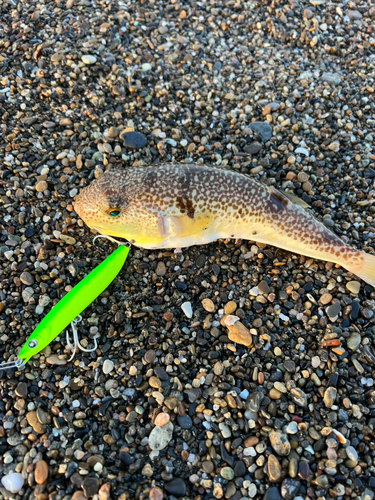 フグの釣果