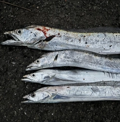 タチウオの釣果