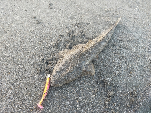 マゴチの釣果