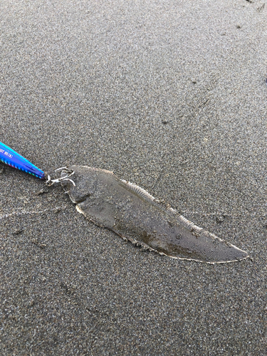 シタビラメの釣果