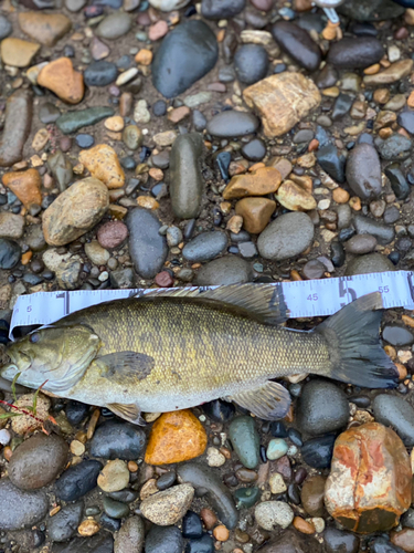 スモールマウスバスの釣果