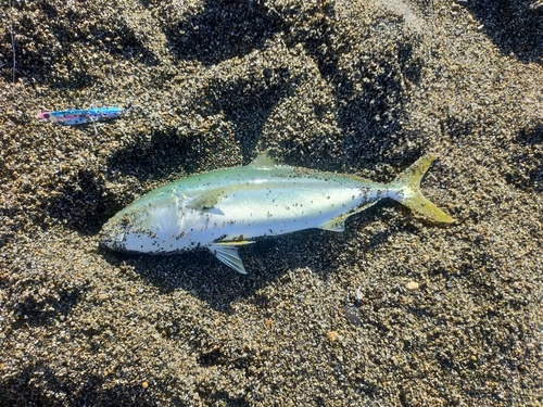 ワカシの釣果