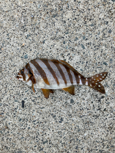 タカノハダイの釣果