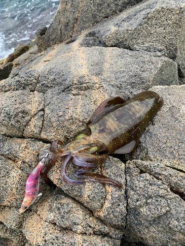 アオリイカの釣果