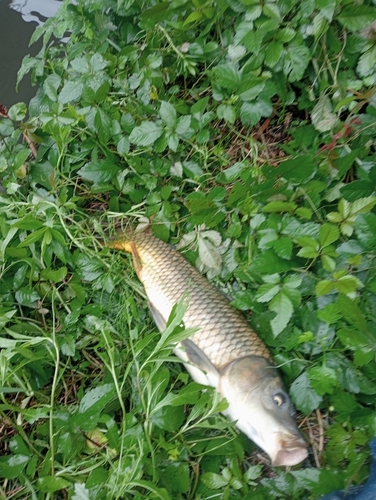 コイの釣果