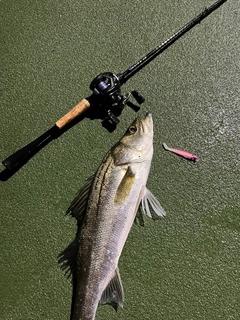 シーバスの釣果