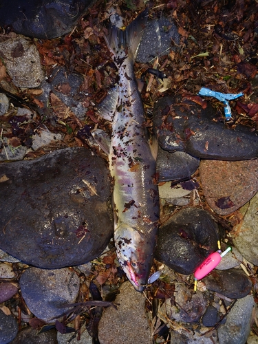 サケの釣果