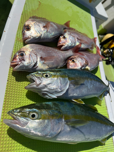 マダイの釣果