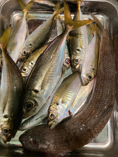 アジの釣果