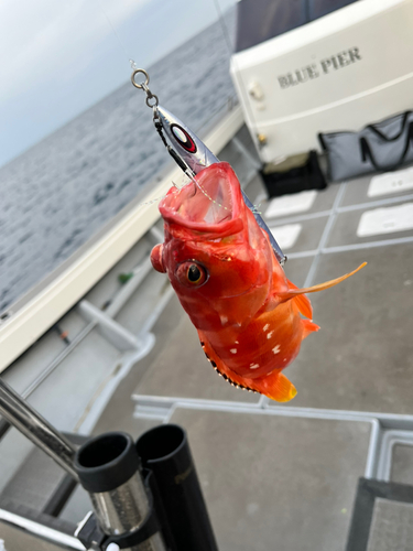 アカハタの釣果