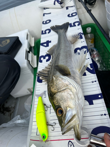 シーバスの釣果