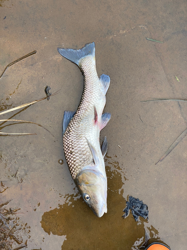 コイの釣果