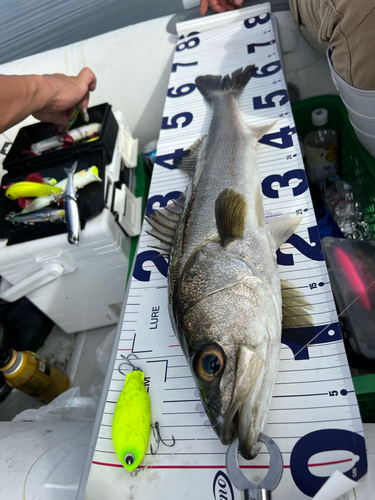 シーバスの釣果