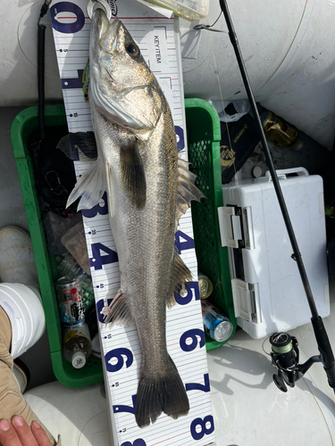 シーバスの釣果