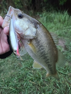 ラージマウスバスの釣果