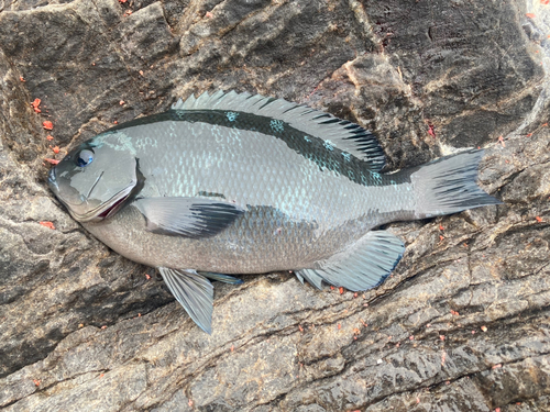 クチブトグレの釣果