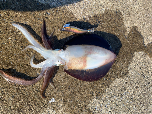 アオリイカの釣果