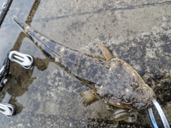 マゴチの釣果