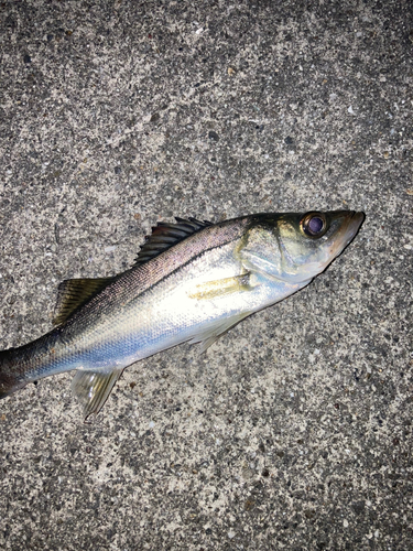 セイゴ（マルスズキ）の釣果