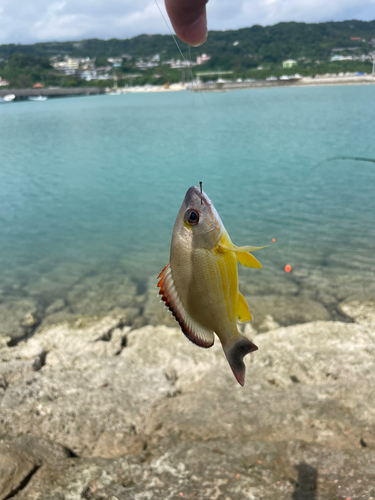 ミナミフエダイの釣果