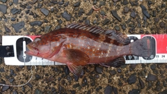 キジハタの釣果
