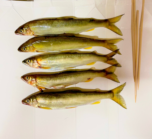 アユの釣果