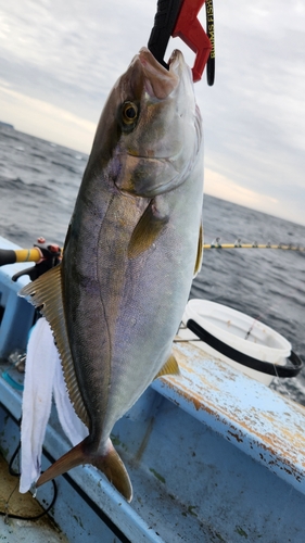 カンパチの釣果