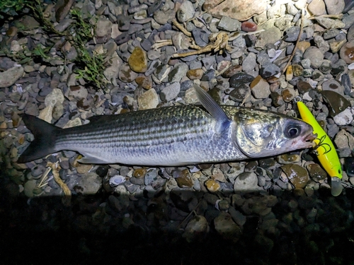 ボラの釣果