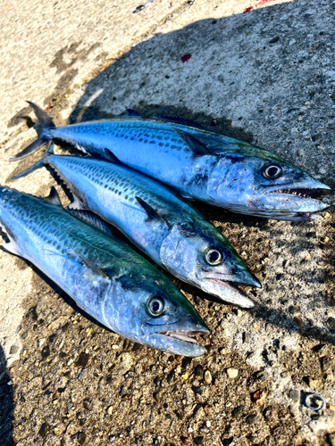 サゴシの釣果