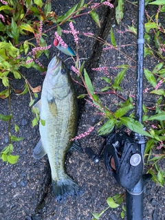 ラージマウスバスの釣果