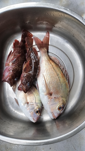 タイの釣果