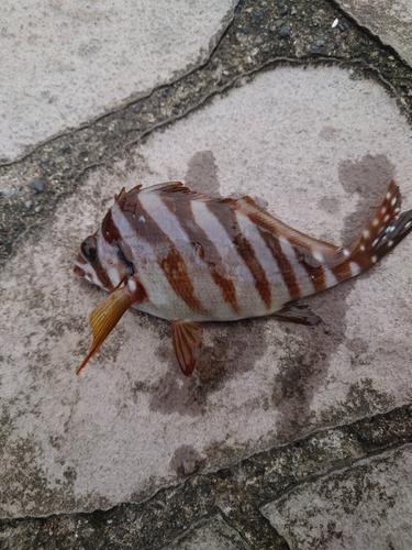 タカノハダイの釣果