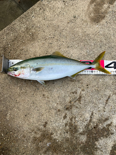 ハマチの釣果